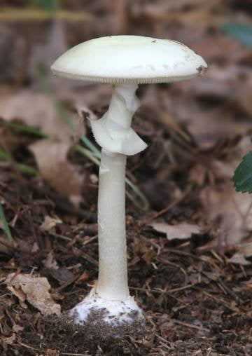 MM&SS: Angelic Aura Shroom pin