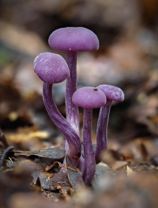 MM&SS: Amethyst Deceiver pin