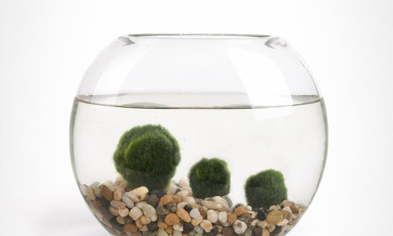MM&SS: Marimo Moss Ball pin